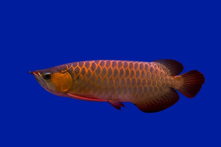 Arowanas: The Majestic and Powerful Fish - Tips for Keeping Them Healthy 51 Optimized arowana dragon fish 1