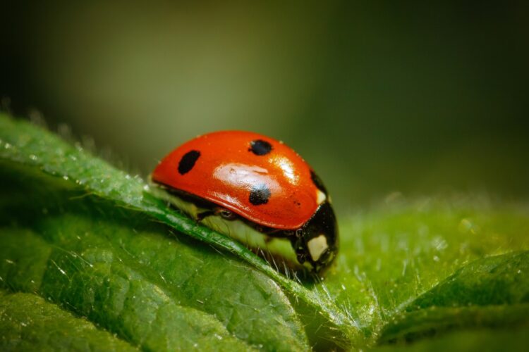 Nature's Allies: Leveraging Biological Control Methods for Pest and Disease Management in Agriculture 51 Optimized closeup shot ladybug standing leaf