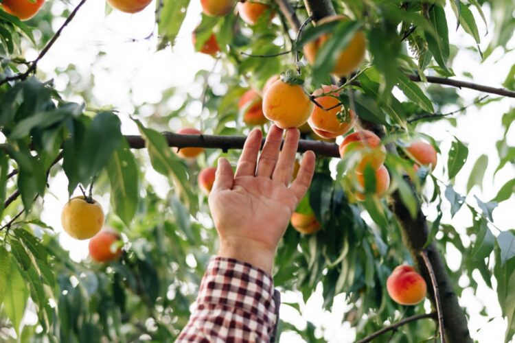 Optimized senior farmer man picks big ripe peaches fruits ripen sun peach hanging branch