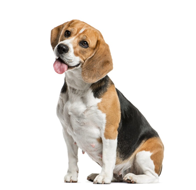 Beagle: The Beagle's Amazing Sense of Smell - How it's Used in Different Ways 51 beagle sitting panting isolated white
