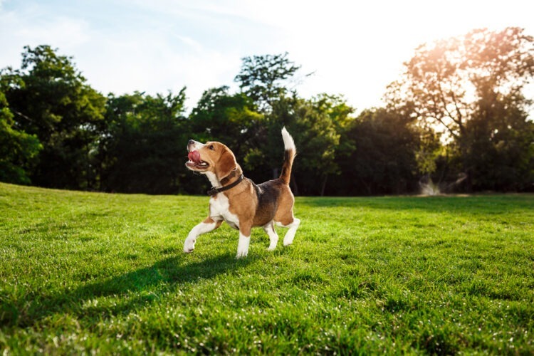 Beagle: The Beagle's Amazing Sense of Smell - How it's Used in Different Ways 52 funny happy beagle dog walking playing park