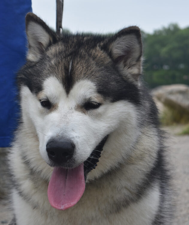 Alaskan Malamutes: The Perfect Companion for Outdoor Adventures - Unleashing the Spirit of the Arctic Wilderness 51 large alaskan malamute dog with his tongue sticking out