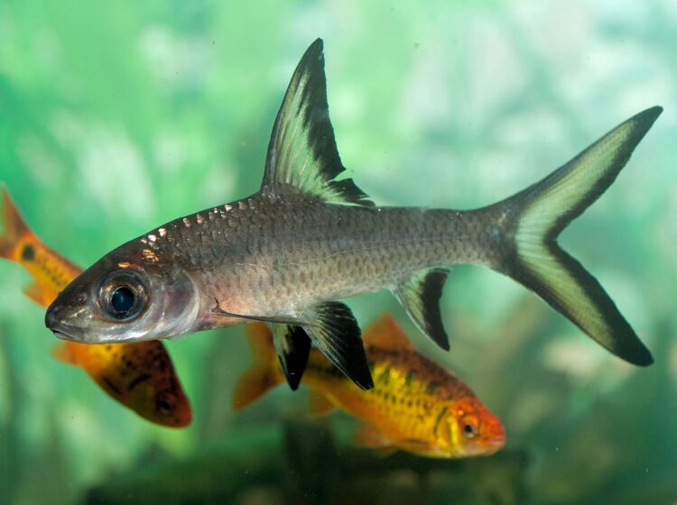 Bala Sharks: The Majestic and Energetic Aquarium Giants - Crafting the Ideal Habitat for These Impressive Aquatic Wonders 51 Balantiocheilus melanopterus C E Timothy Paine 56a32fd05f9b58b7d0d0df7f
