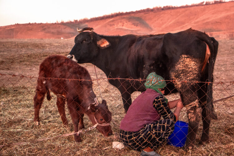 Selecting the Right Breeds 1