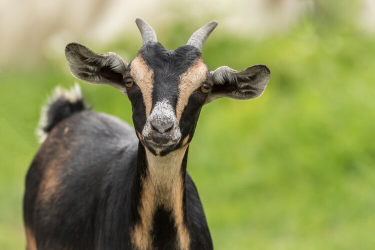 Alpine Goat Breed: Unveiling Their Exceptional Kidding Abilities, Disease Resistance, Breed Qualities, and Market Demand 51 adorable black goat with brown patterns zoo
