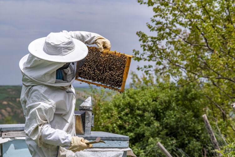 A Comprehensive Guide to Managing Honey Bee Colonies for Beekeeping Hobbyists and Enthusiasts 51 beekeeper man is working with beehives wearing protective clothing