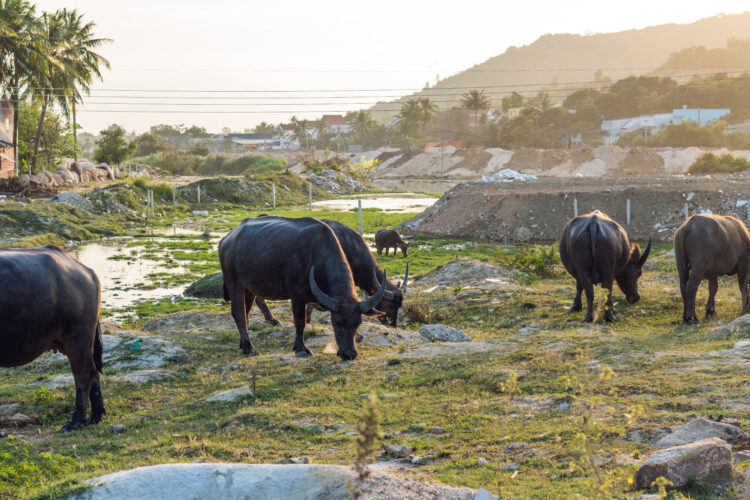 buffaloes field vietnam nha trang
