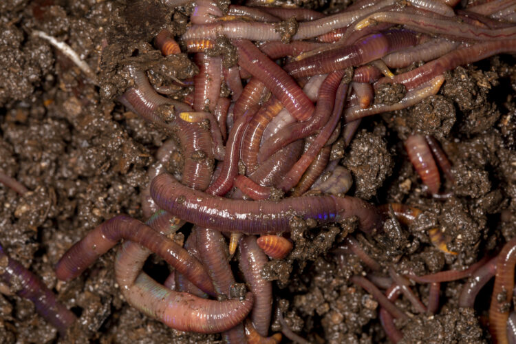 Cultivating Earth's Unsung Heroes: A Comprehensive Guide to Earthworm Farming for Small and Large-Scale Operations 52 close up californian earthworms macro photo