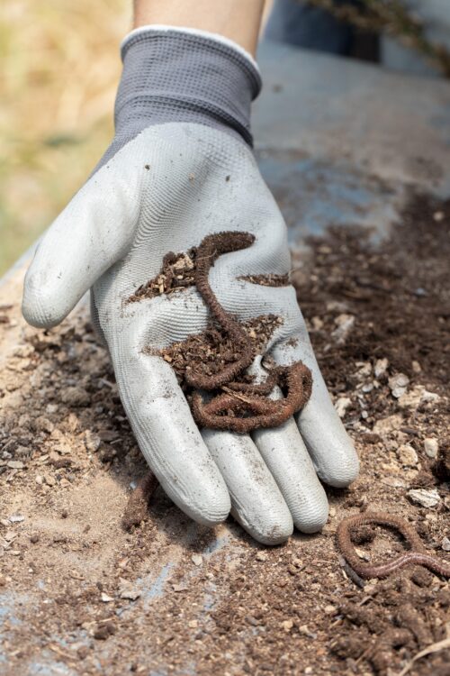 Cultivating Earth's Unsung Heroes: A Comprehensive Guide to Earthworm Farming for Small and Large-Scale Operations 51 compost still life concept with earthworms 1