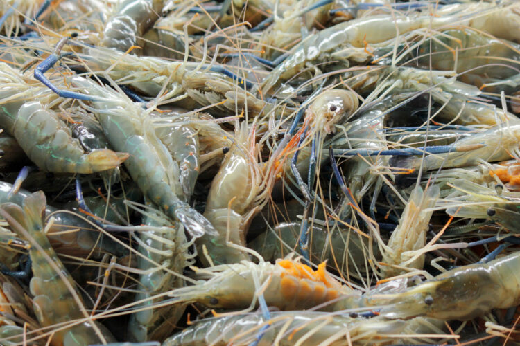 Embarking on a Shrimp Farming Venture: A Comprehensive Guide to Starting Your Business 51 full frame shot fish