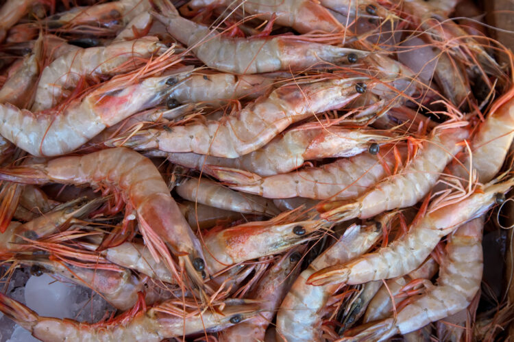 Cultivating a Thriving Aquatic Ecosystem: A Comprehensive Guide to Raising Healthy Shrimp 51 prawns market counter