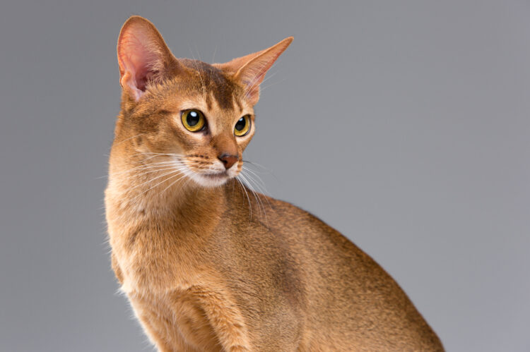 Abyssinians: The Athletic and Energetic Cats - What You Need to Know Before Adopting 51 purebred abyssinian young cat portrait