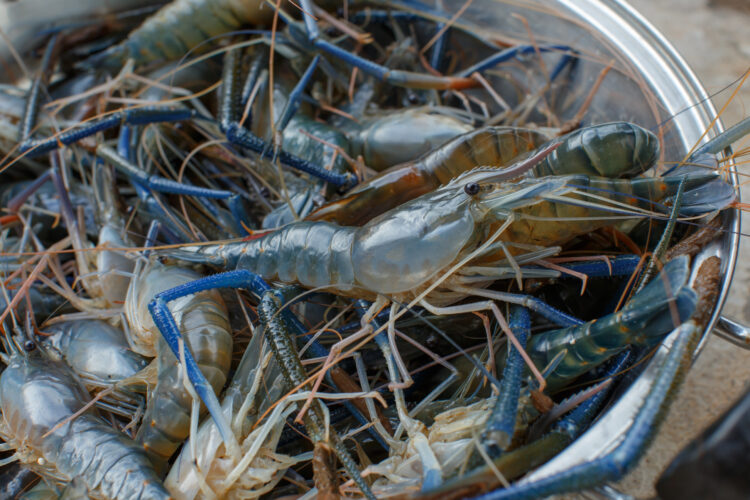 Cultivating a Thriving Aquatic Ecosystem: A Comprehensive Guide to Raising Healthy Shrimp 52 waiting cook shrimp