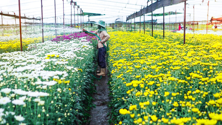 Blossoming Beauties: A Guide to Choosing the Best Containers for Growing Flowers in Small Spaces 51 woman watering plants greenhouse