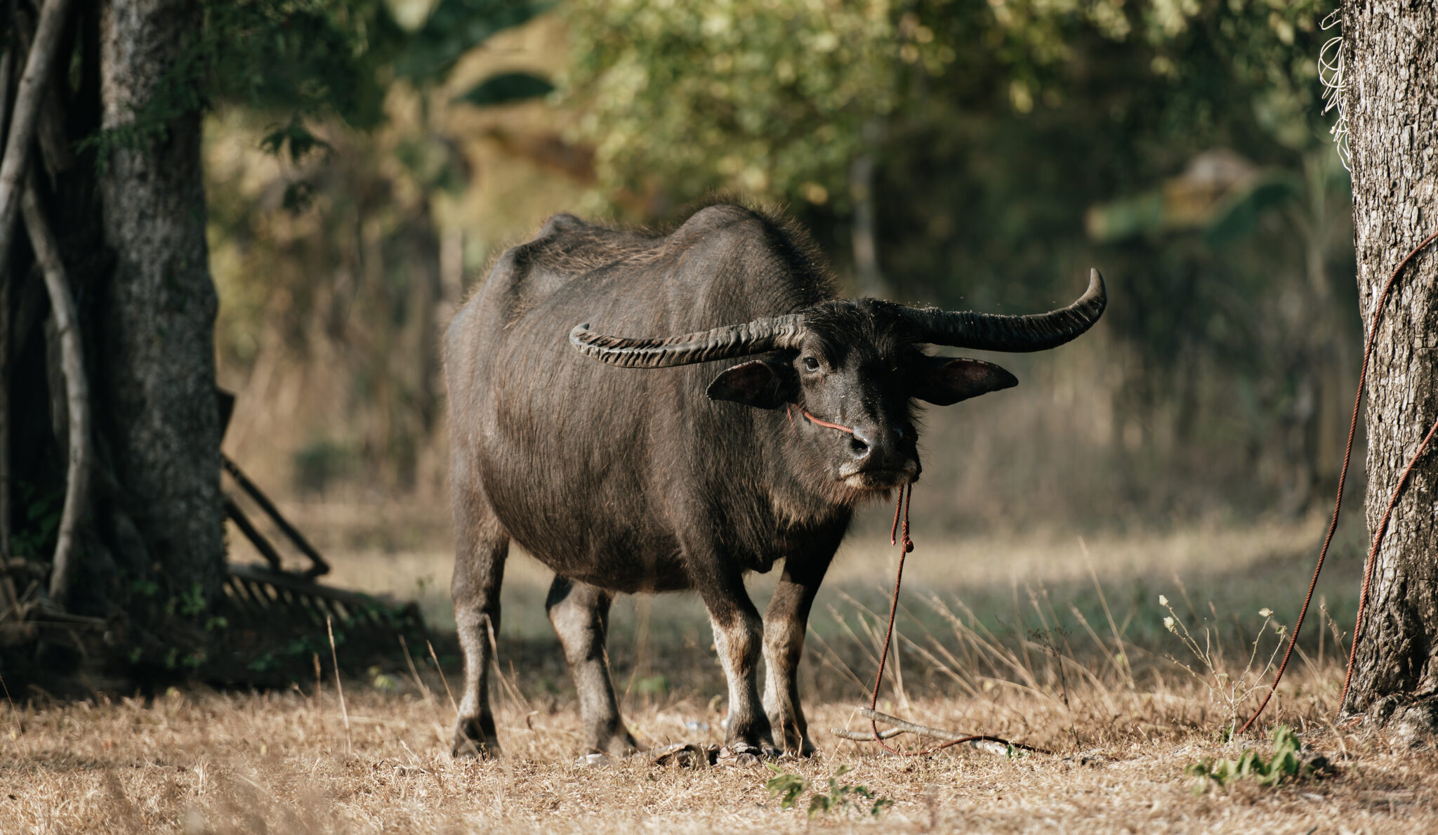 Beyond Meat and Milk: Diversifying Income Streams on a Buffalo Farm ...