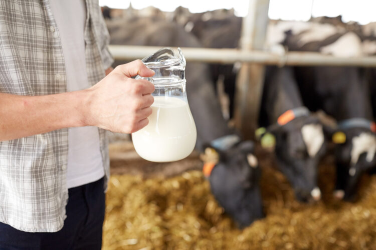 Empowering Farmers: Training and Skill Development for Indian Cow Dairy Farmers 51 agriculture industry farming people animal husbandry concept close up young man farmer with cows milk jug cowshed dairy farm