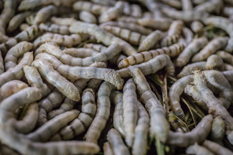 Managing Silkworm Pests and Diseases: A Comprehensive Guide 51 cocoon worm 1