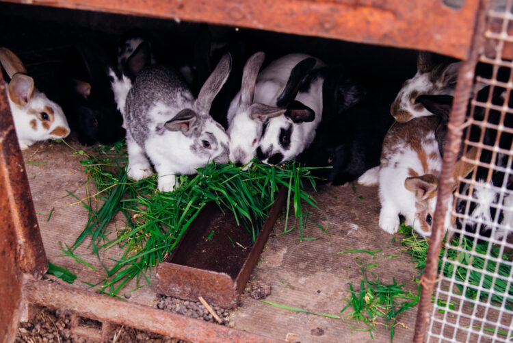 Harnessing the Harmony: Integrating Rabbits into Permaculture Systems for Sustainable Agriculture 51 family little rabbits cage fluffy rodents breeding animals farm