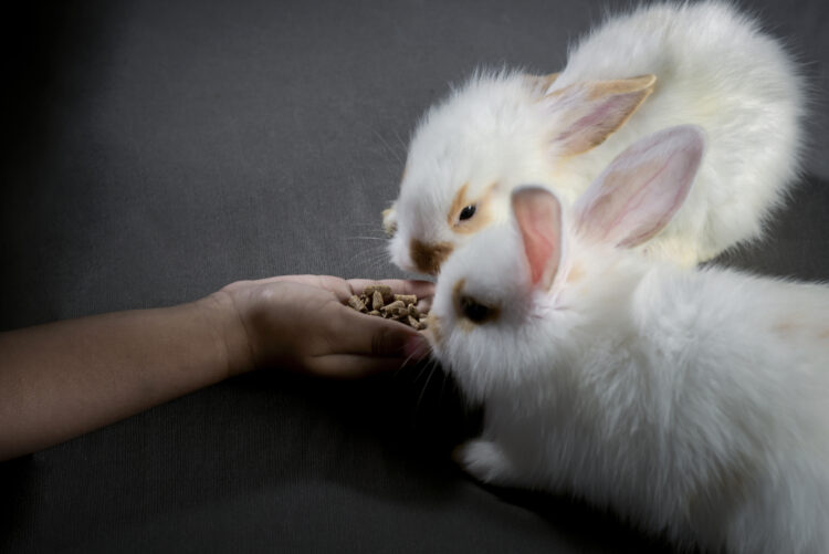 Harnessing the Power of Rabbit Manure: A Comprehensive Guide to Utilizing Organic Fertilizer 51 feed rabbits