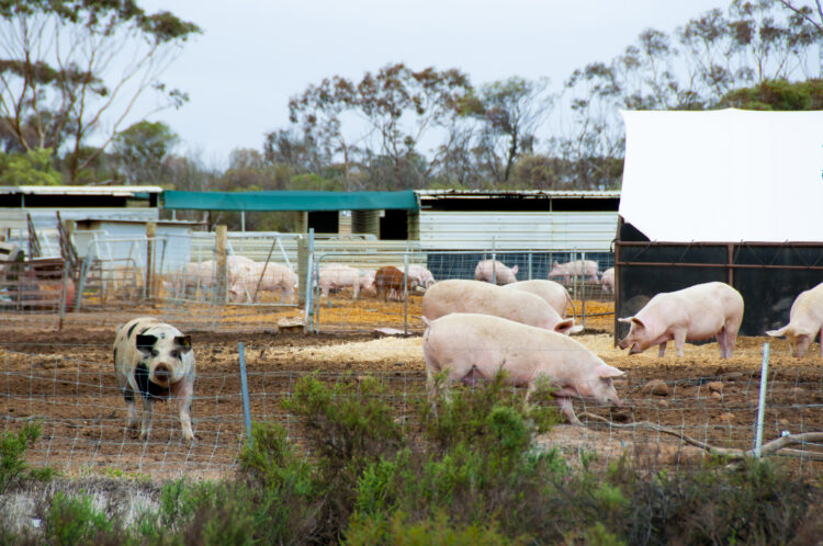 How to Start a Commercial Pig Farm: Step-by-Step Guide 51 sheep field