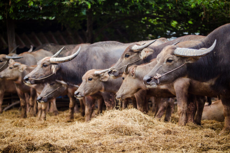 Harnessing Technological Innovation: Revolutionizing Buffalo Farming with IoT and AI 51 thailand buffalo farm