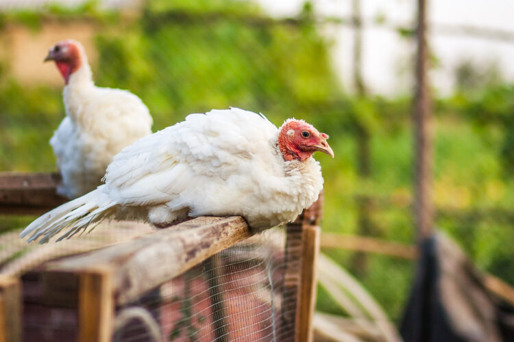 Managing Turkey Flocks: Optimizing Size, Structure, and Group Dynamics for Success 51 turkeys yard