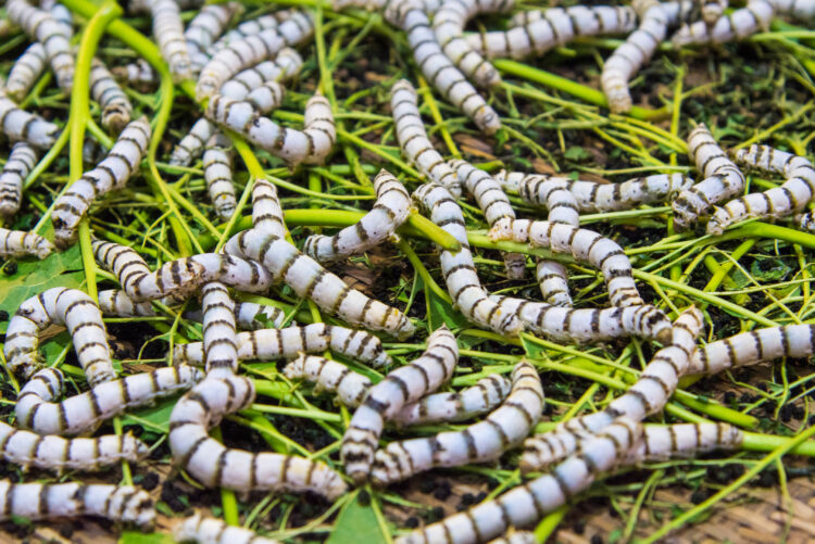 Mastering Silkworm Farm Management: Best Practices and Record-Keeping 51 close up silkworms eating mulberry green leaf 1