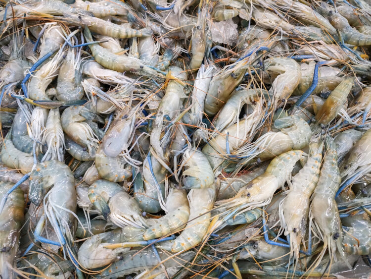 Harvesting Nature's Bounty: A Comprehensive Guide to Using Shrimp Waste as Natural Fertilizer 51 fresh shrimp prawns sale market seafood restaurant raw shrimps ice