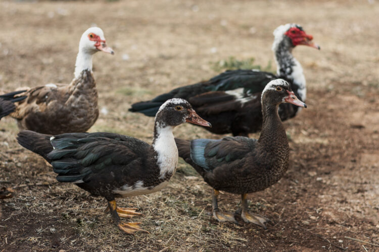 Mastering Turkey Handling and Transportation: Expert Tips for Success 51 group ducks with dark feathers 1