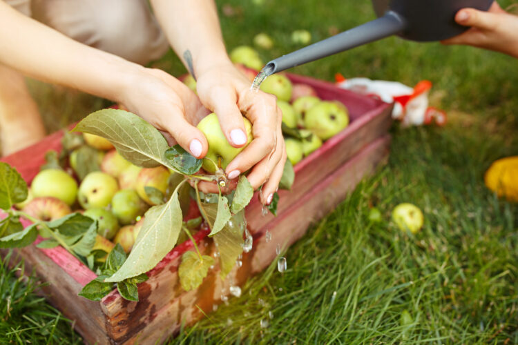 Harvesting Bounty: Best Practices for Fruit Harvesting, Storage, and Transportation 51 happy young family picking apples garden outdoors