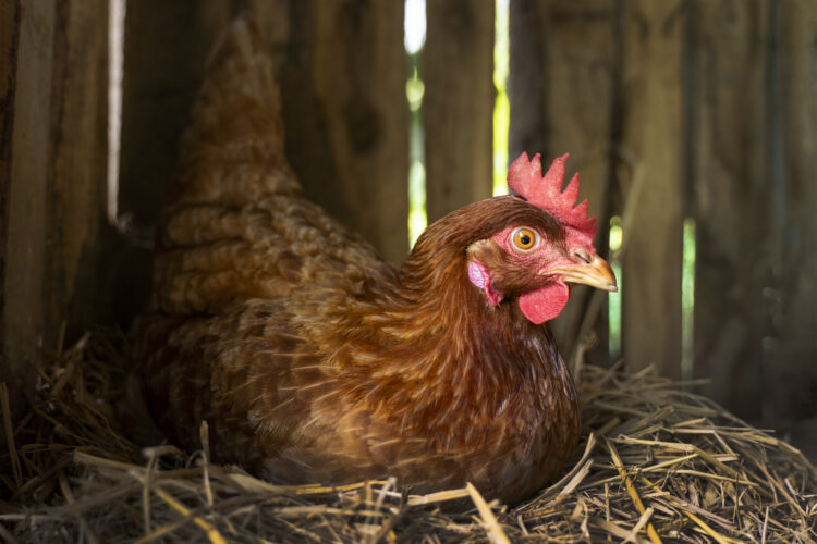 Cochin Chicken: Majestic Beauty with Heritage Roots 51 high angle hen sitting hay farm
