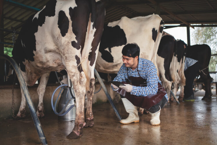 Empowering Indian Dairy Farmers: The Crucial Role of Cooperatives 51 male farmer checking his livestock quality milk dairy farm agriculture industry farming animal husbandry concept cow dairy farm eating haycowshed