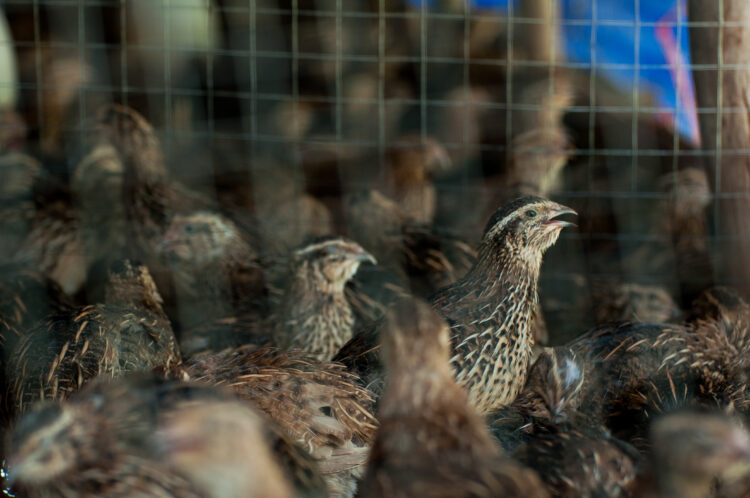 close up young birds