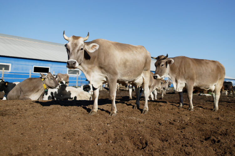 cows farm dairy cows farm