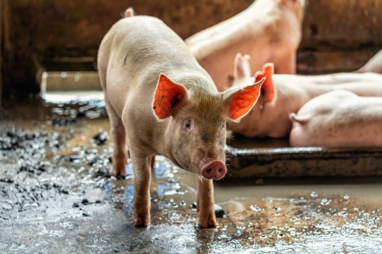 young pigs hog farms pig industry