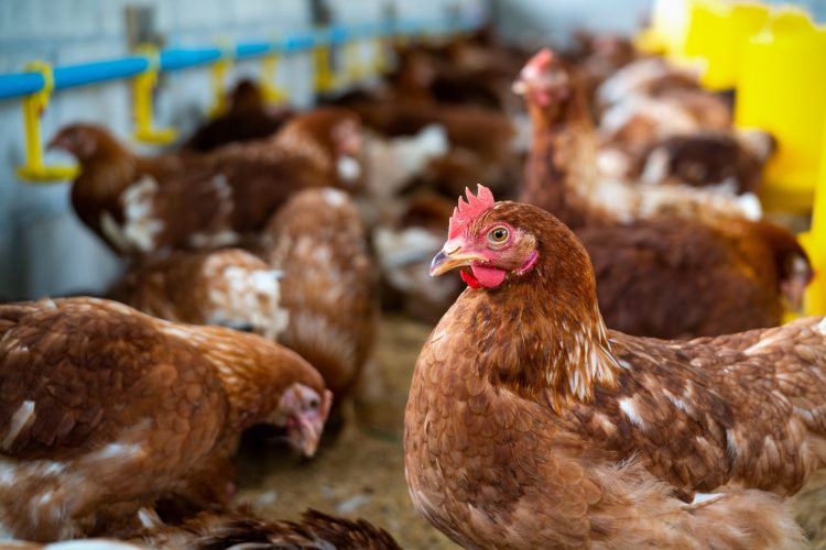brown hens farm