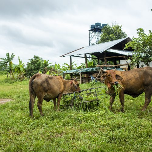 brown cow eatting grass