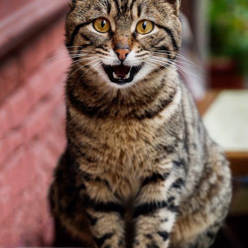 view street cat looking camera istanbul turkey