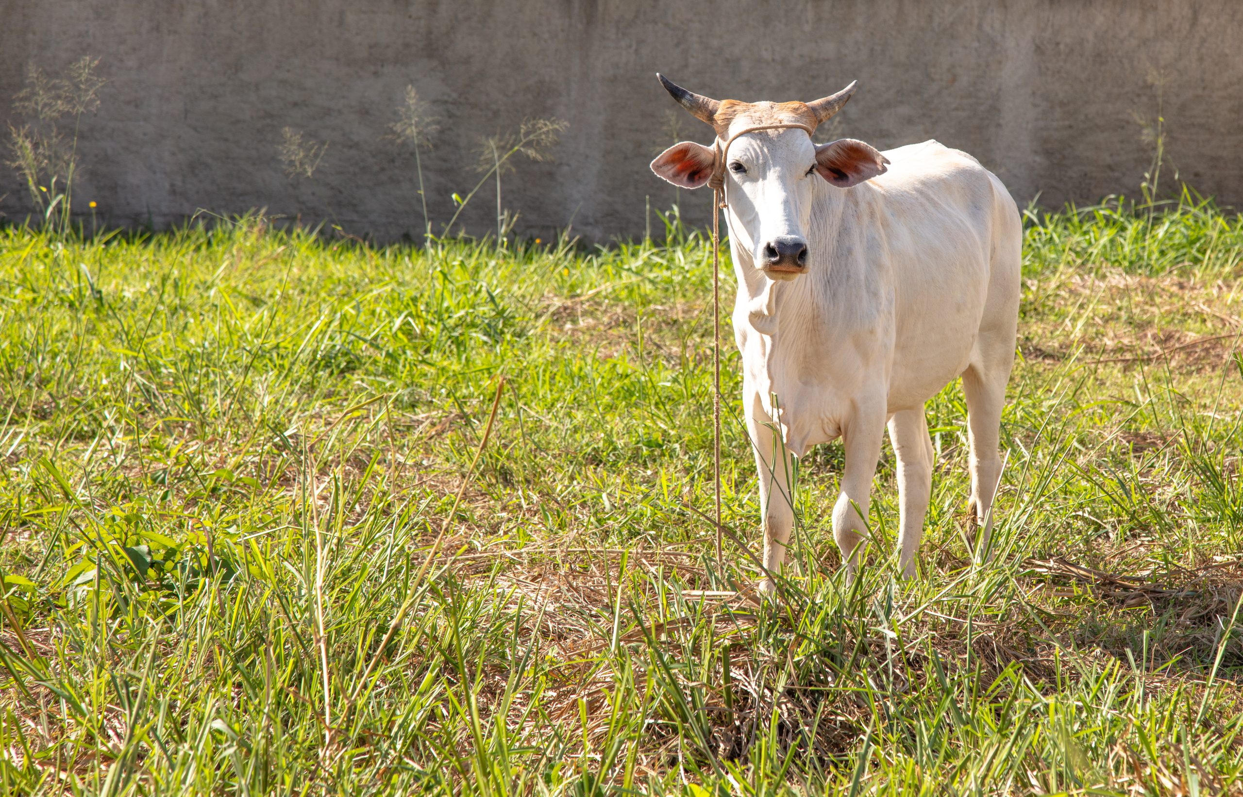 beautiful white cow standing meadow scaled