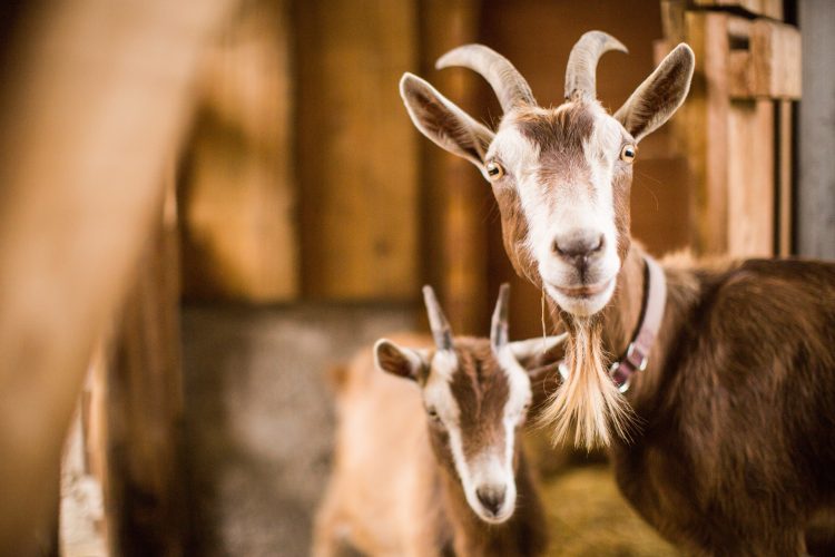 brown white mother baby goats inside barn