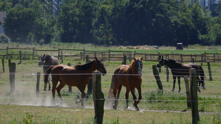 horses standing ranch